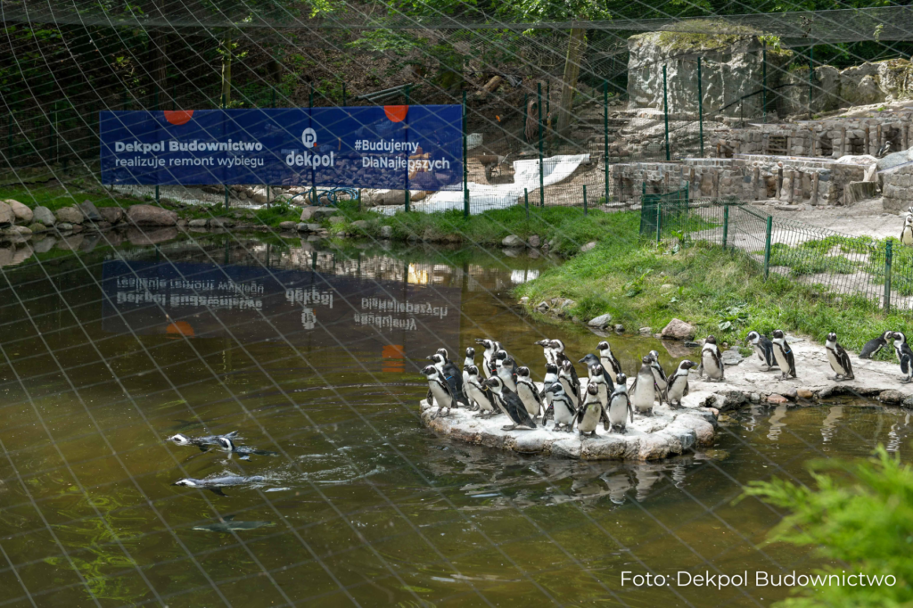 Dekpol Budownictwo_remont wybiegu pingwinów w Gdańskim ZOO (4)