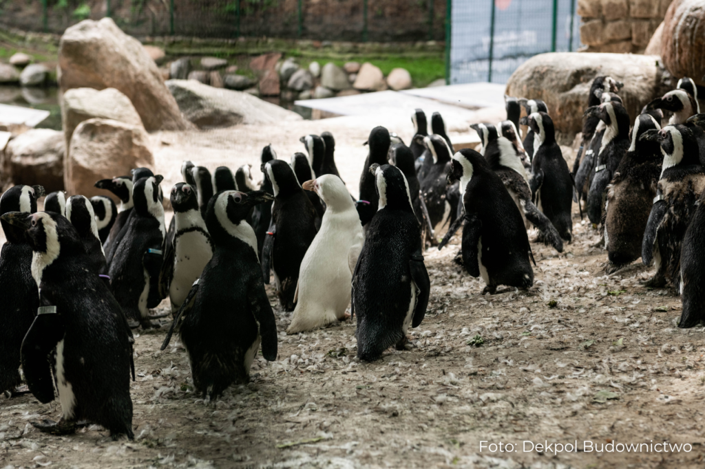Dekpol Budownictwo_remont wybiegu pingwinów w Gdańskim ZOO (7)